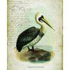 Mirrors & Art * | Botanical Pelican Canvas Tapestry Wall Art Official